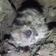 Rescue Poor Dog Buried Alive By Police in China