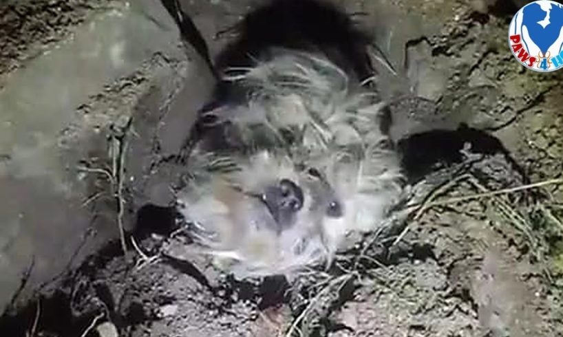 Rescue Poor Dog Buried Alive By Police in China