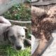 Rescue Poor Dog Covered By Thousand Ticks Gets Rescued In Time |Animal Rescue TV