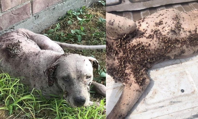 Rescue Poor Dog Covered By Thousand Ticks Gets Rescued In Time |Animal Rescue TV