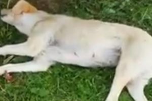 Rescue Poor Dog Got a Stroke Lying on Roadside Waiting for Death | Heartbreaking