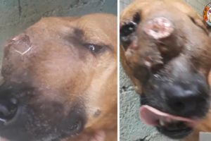 Rescue Poor Dog Has Big TUMOR is Bleeding Pus & Amazing Transformation