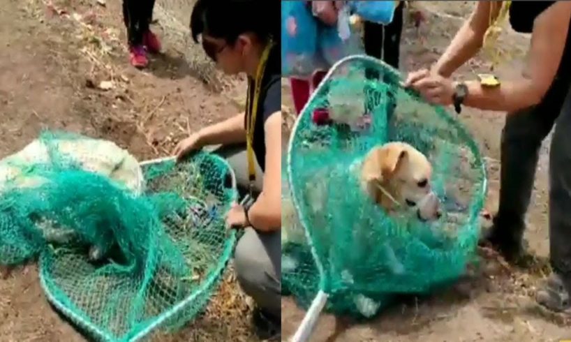 Rescue Poor Dog Has Fallen Down a 30 Freet |Animal Rescue TV