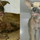 Rescue Poor Dog Has Scabies, Infections Make Lose Lower Jaw & Great Transformation