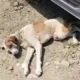 Rescue Poor Dog Paralyzed Two hind Legs, Located under The Car