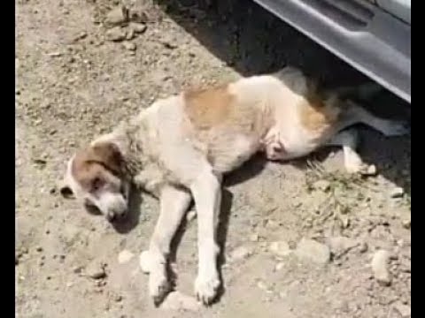 Rescue Poor Dog Paralyzed Two hind Legs, Located under The Car
