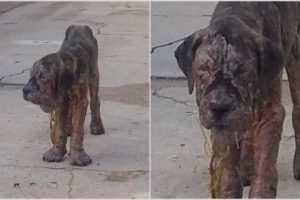 Rescue Poor Dog So Emaciated and Covered In Mange - A Heart breaking animal rescue story.