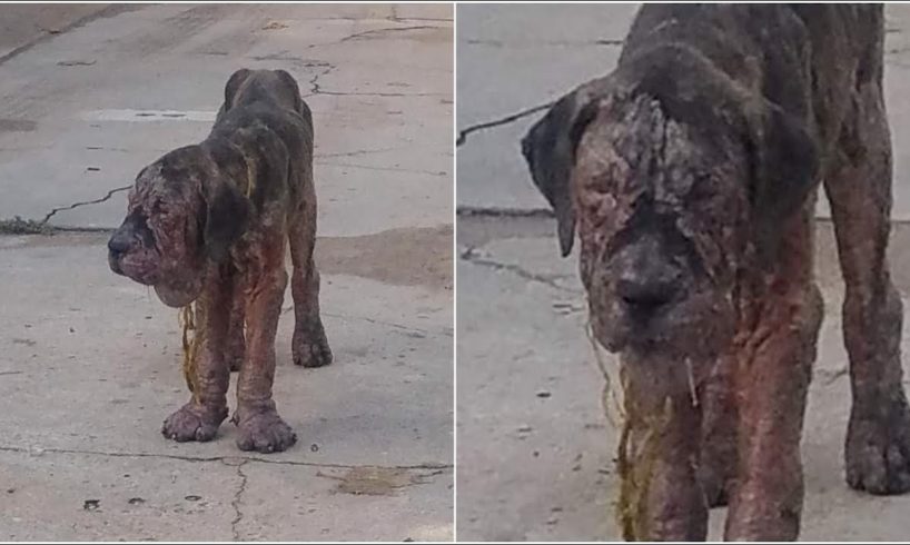 Rescue Poor Dog So Emaciated and Covered In Mange - A Heart breaking animal rescue story.