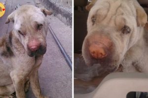 Rescue Poor Dog Was Abandoned In The Platform & Amazing Transformation