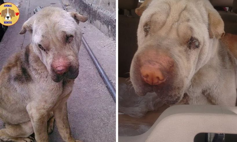 Rescue Poor Dog Was Abandoned In The Platform & Amazing Transformation