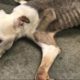 Rescue Poor Dog Was Dumped on Thanksgiving Day - Now Get Recovery