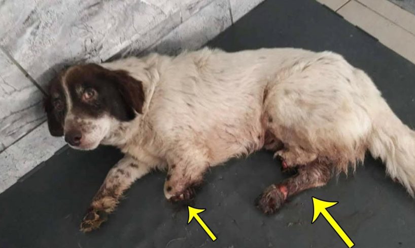Rescue Poor Dog Was Saw Leg Make Broken Your Heart - Heartbreaking Story