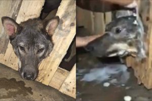 Rescue Poor Dog Was Stuck in The Fence Crying For Help