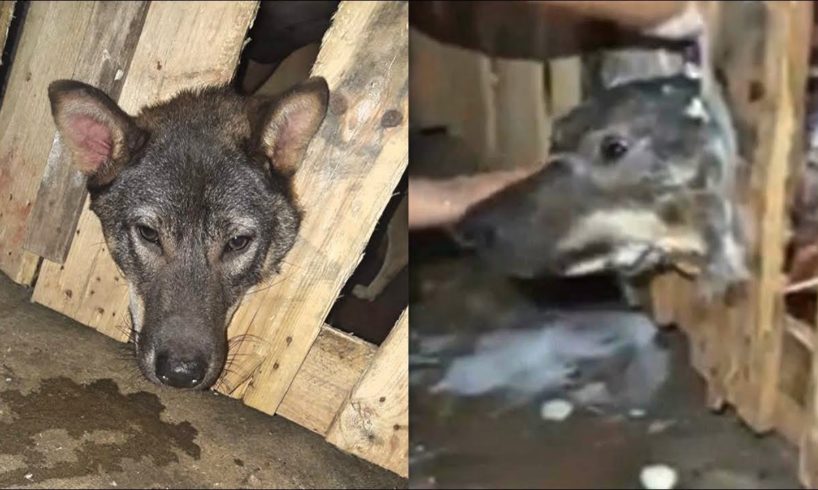 Rescue Poor Dog Was Stuck in The Fence Crying For Help