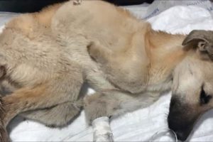 Rescue Poor Dog With 3 Legs Was Thrown into the Streets, Devastated By Hunger and Disease