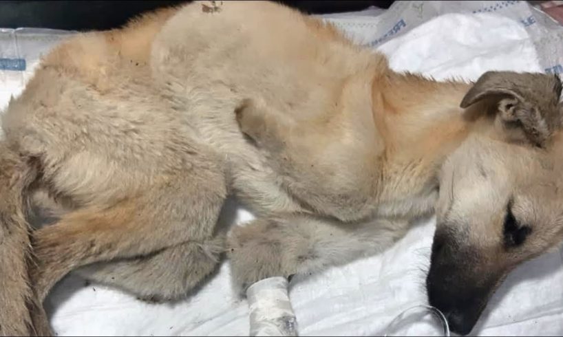 Rescue Poor Dog With 3 Legs Was Thrown into the Streets, Devastated By Hunger and Disease