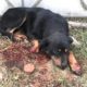 Rescue Poor Dog With Front Legs Cut Off by Monster Peolpe | Heartbreaking