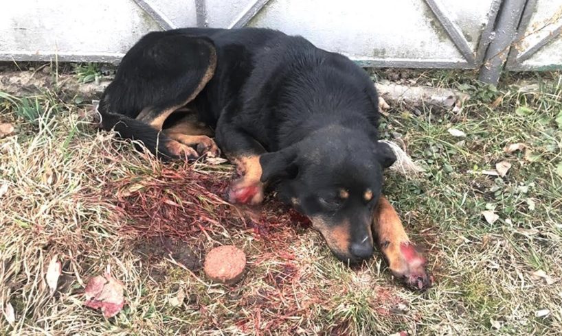 Rescue Poor Dog With Front Legs Cut Off by Monster Peolpe | Heartbreaking