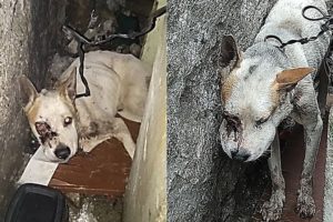 Rescue Poor Dog With His Face Is Swollen, Eye Popped Out By His Cruel Owner