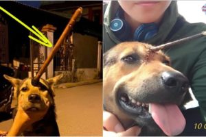 Rescue Poor Dog With The arrow Piercing His Forehead and Amazing Recovery