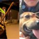 Rescue Poor Dog With The arrow Piercing His Forehead and Amazing Recovery