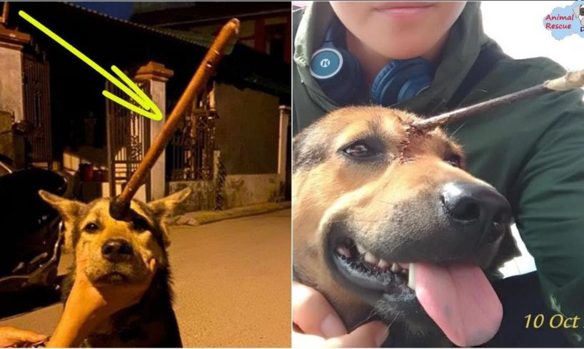 Rescue Poor Dog With The arrow Piercing His Forehead and Amazing Recovery