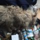 Rescue Poor Dog dumped at garbage bad shape, crying loud because pains, no moving | Heartbreaking