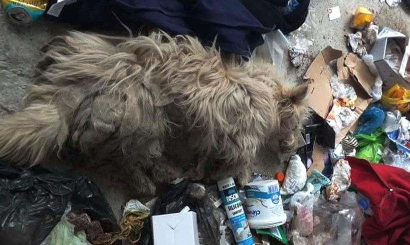 Rescue Poor Dog dumped at garbage bad shape, crying loud because pains, no moving | Heartbreaking