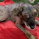 Rescue Poor Dog was Abandoned Dumped Outside 34 Degree, Maggots, terrible open wounds, infections