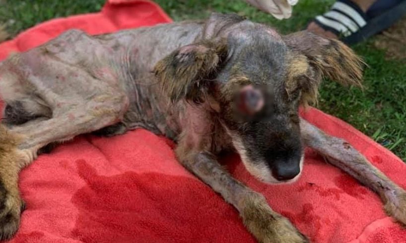 Rescue Poor Dog was Abandoned Dumped Outside 34 Degree, Maggots, terrible open wounds, infections
