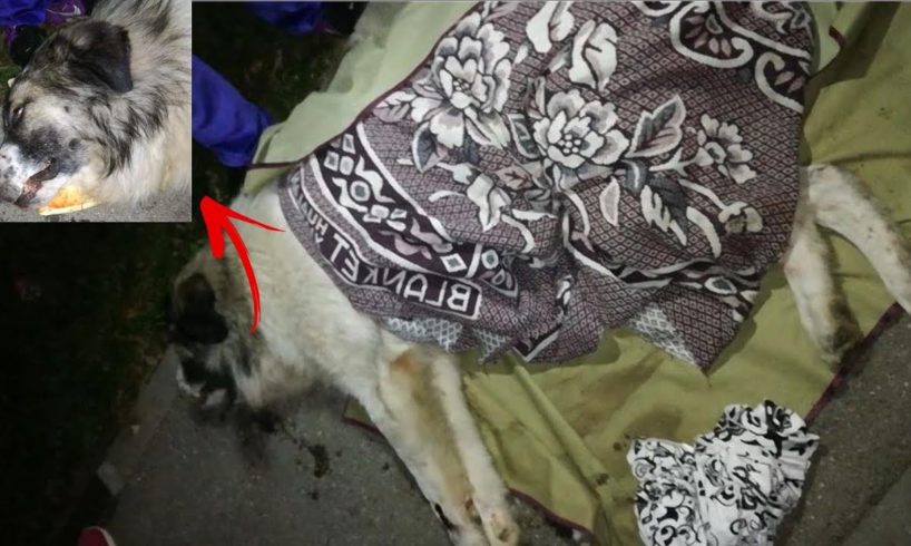 Rescue Poor Dog was Beaten to Broken Spinal Column by 2 Monster People | Heartbreaking
