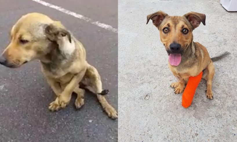Rescue Poor Dog was Hit By Car Broken Leg on the Road
