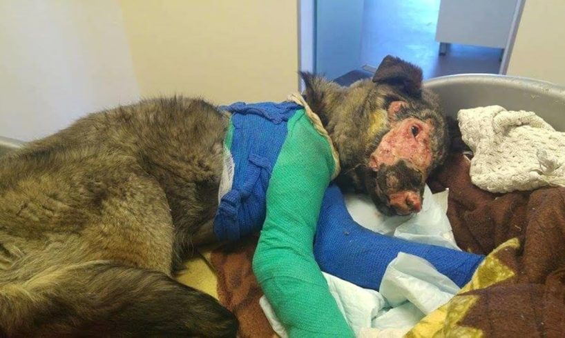 Rescue Poor Dog was thrown to boiled water left to die covered with a plastic | Miracle Story