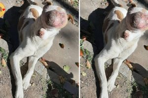 Rescue Poor Dogs Has A Huge Tumor Make Covered Entire Face