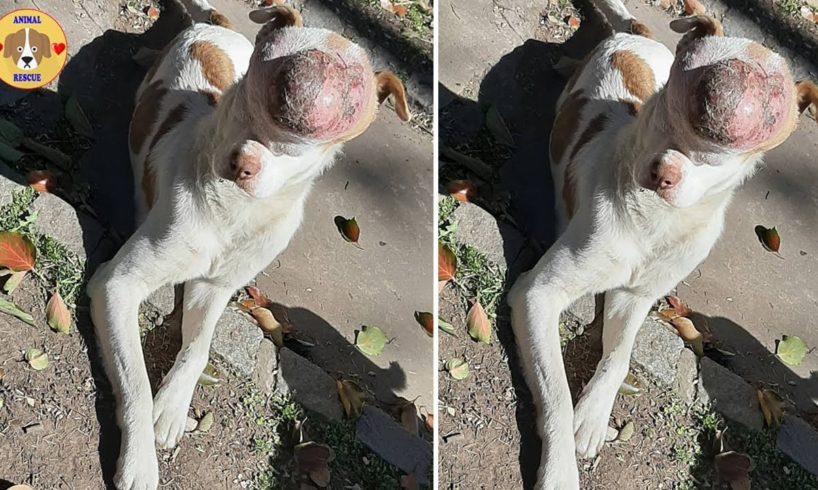 Rescue Poor Dogs Has A Huge Tumor Make Covered Entire Face