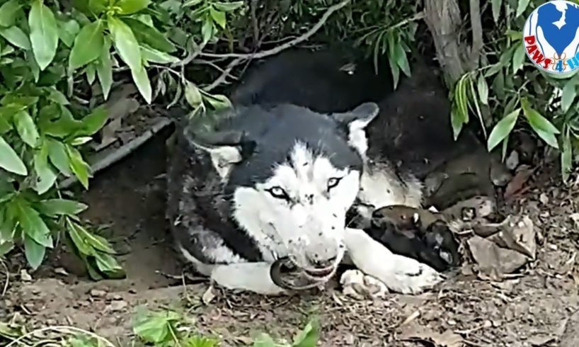 Rescue Poor Family Dog Covered in Flies, Her Cried Out Loud Will Make Your Heartbreaking