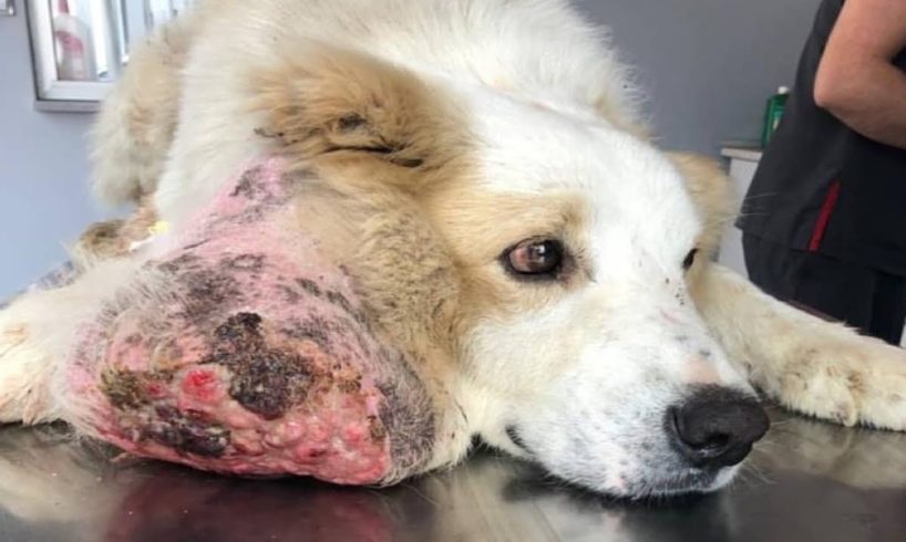 Rescue Poor Homeless Dog With A Big Tumor On His Head