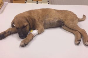 Rescue Poor Innocient Puppy was HIT to HEAD Almost Blind, Hardly Breathing Left to die | Miracle