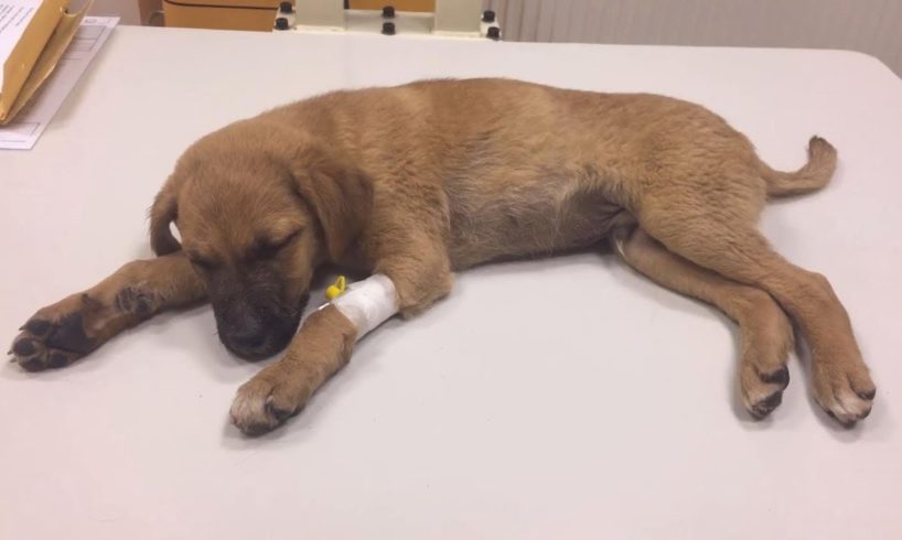Rescue Poor Innocient Puppy was HIT to HEAD Almost Blind, Hardly Breathing Left to die | Miracle