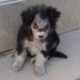 Rescue Poor Puppy Abandoned on Step of SuperMarket Demodicosis, Many lice.. Without Hope