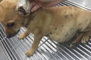 Rescue Poor Puppy Big Stomach, Cover Hundreds Huge Ticks on Ears, Paws   Amazing Transformation