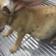Rescue Poor Puppy Big Stomach, Cover Hundreds Huge Ticks on Ears, Paws   Amazing Transformation
