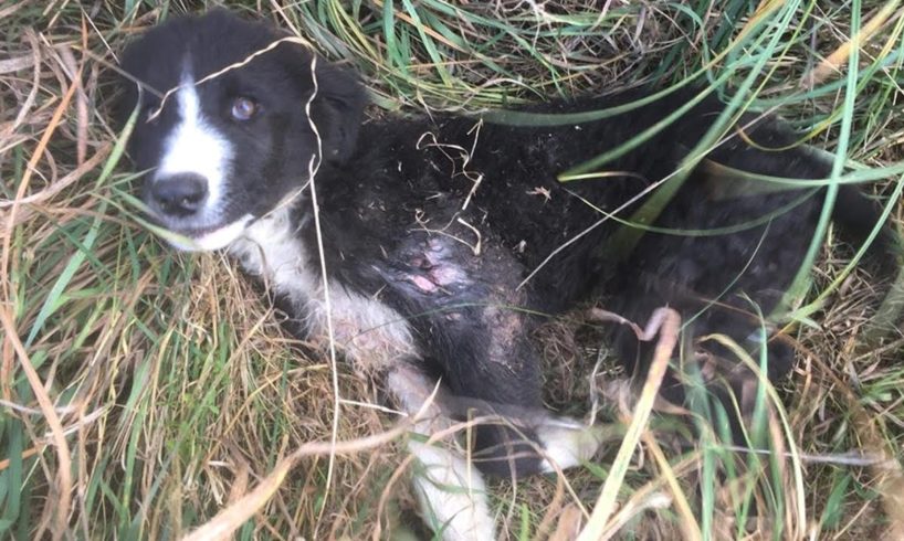 Rescue Poor Puppy Broken Leg, cover Hundreds Maggots Must Amputated | Heartbreaking