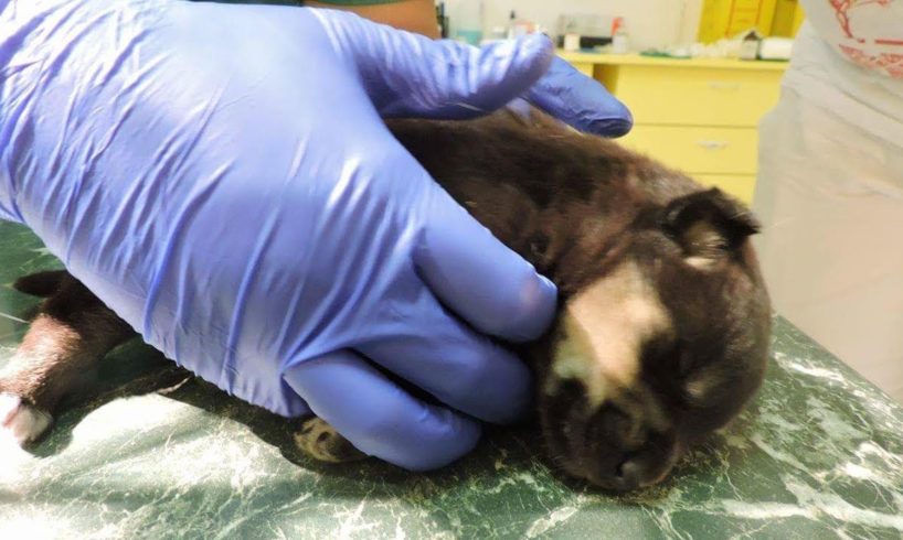 Rescue Poor Puppy Cover Hundred Maggots, Fly Eggs Throwed at GARBAGE to Die