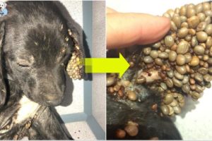Rescue Poor Puppy Covered by Thousand of Ticks, Scared and Nearly Died. Heartbreaking!