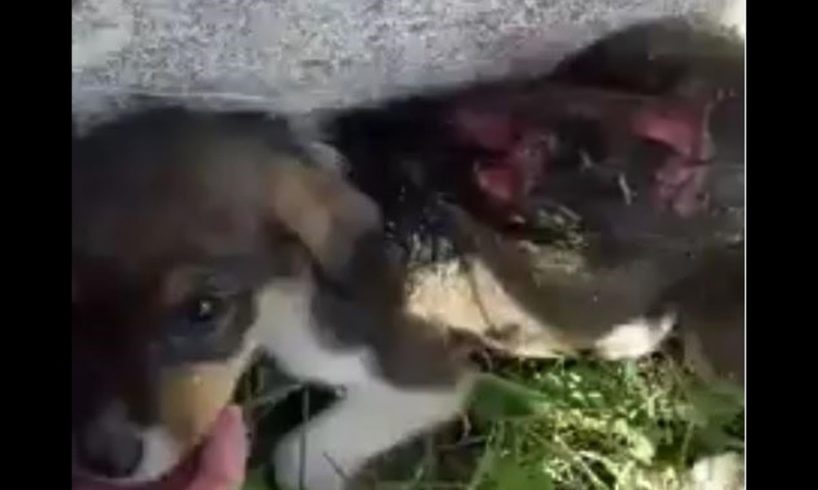 Rescue Poor Puppy Was Abandoned, Beaten, Treated Cruetly Full of Worms | Heartbreaking