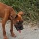 Rescue Poor Puppy Was Beaten So Cruel Make Blindness Eye