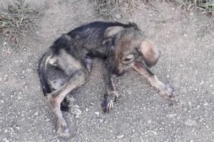 Rescue Poor Puppy Was Crushed Foot & Exposed Bones Make Was Stinking