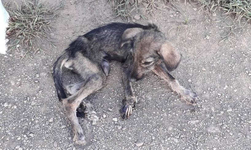 Rescue Poor Puppy Was Crushed Foot & Exposed Bones Make Was Stinking
