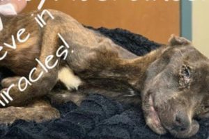Rescue Poor Puppy Was Found Near Death Now Get Recovery